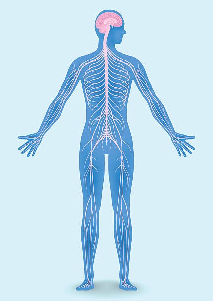 Structure of the human body